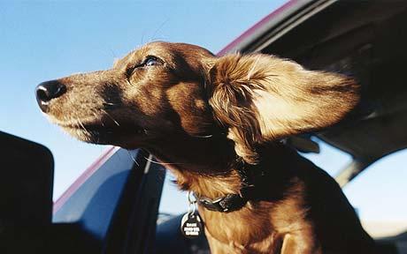 Ο σκύλος στο αυτοκίνητο: τι πρέπει να προσέχετε....