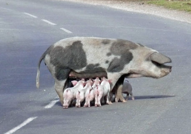 Pig in the road