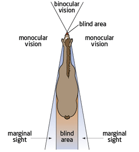 Horse vision diagram